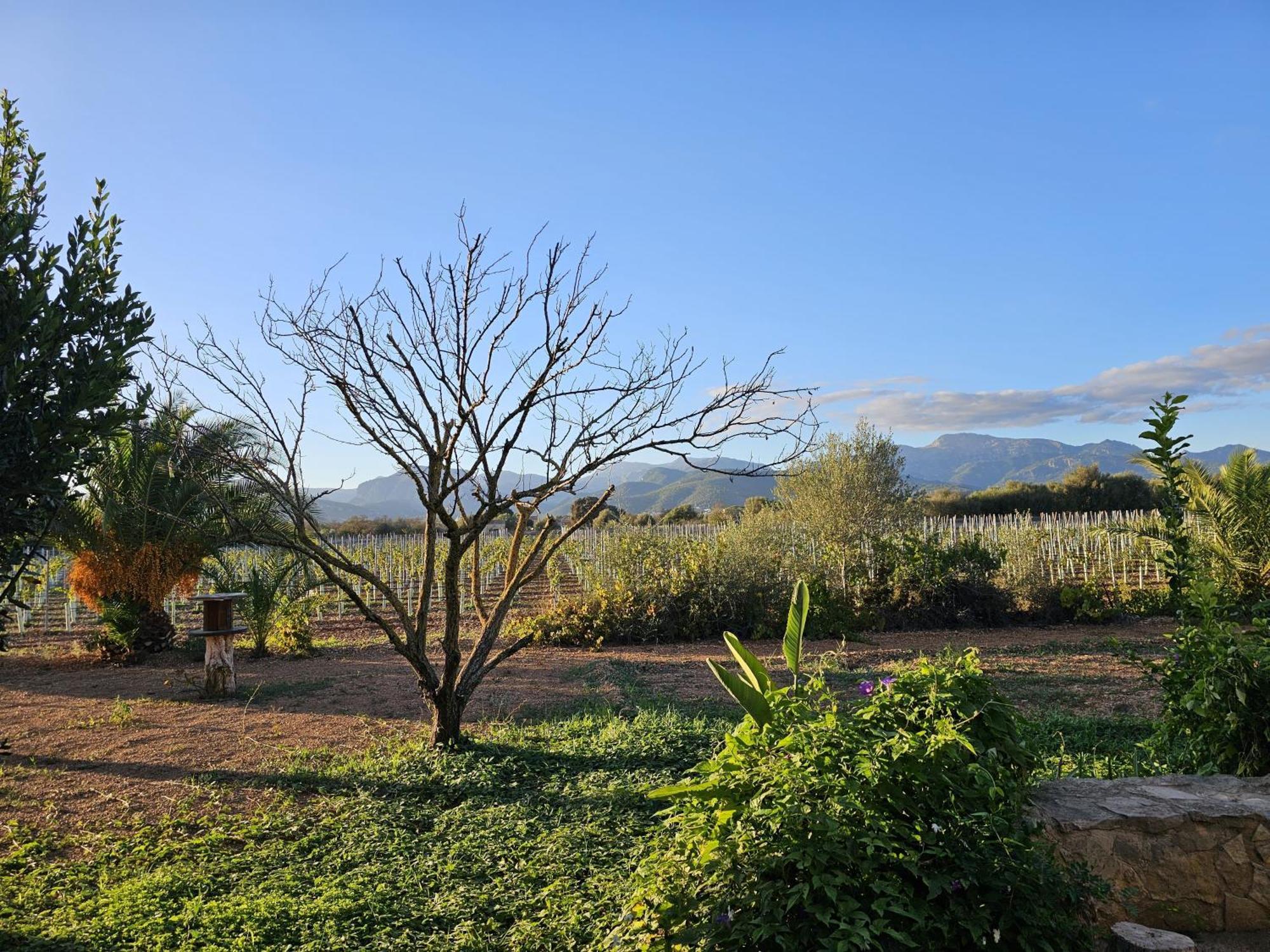 Bella Vida Binisalem