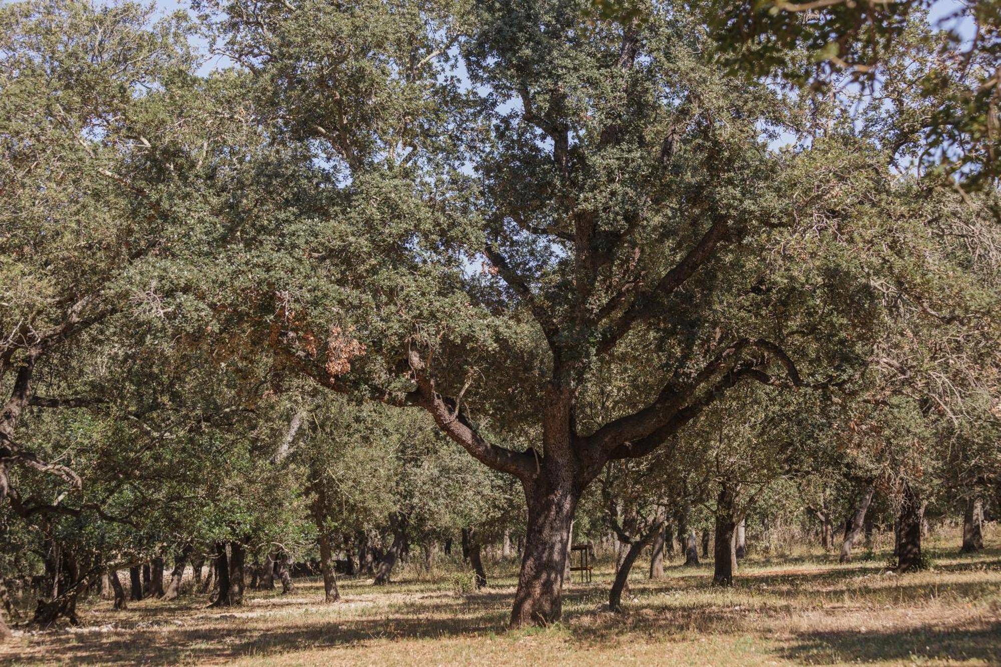 Historic Nature, Charm & Total Privacy Búger