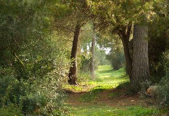 Ses Arenes * Colonia de Sant Jordi