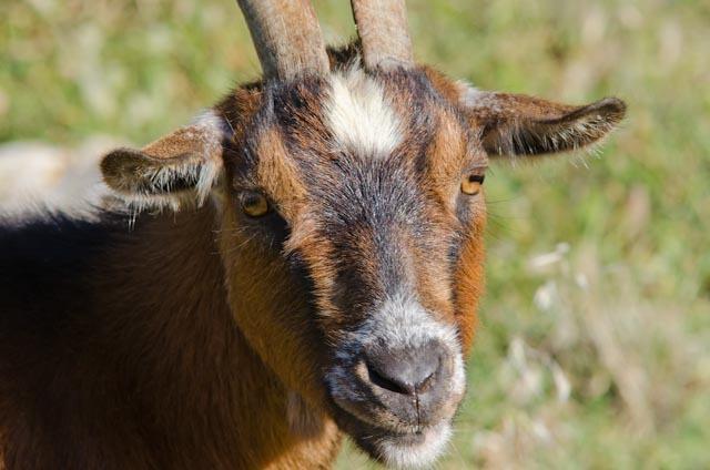 S' Horta Agroturismo *