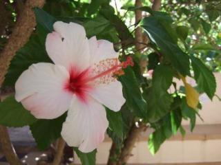 Casa Bougainvillea