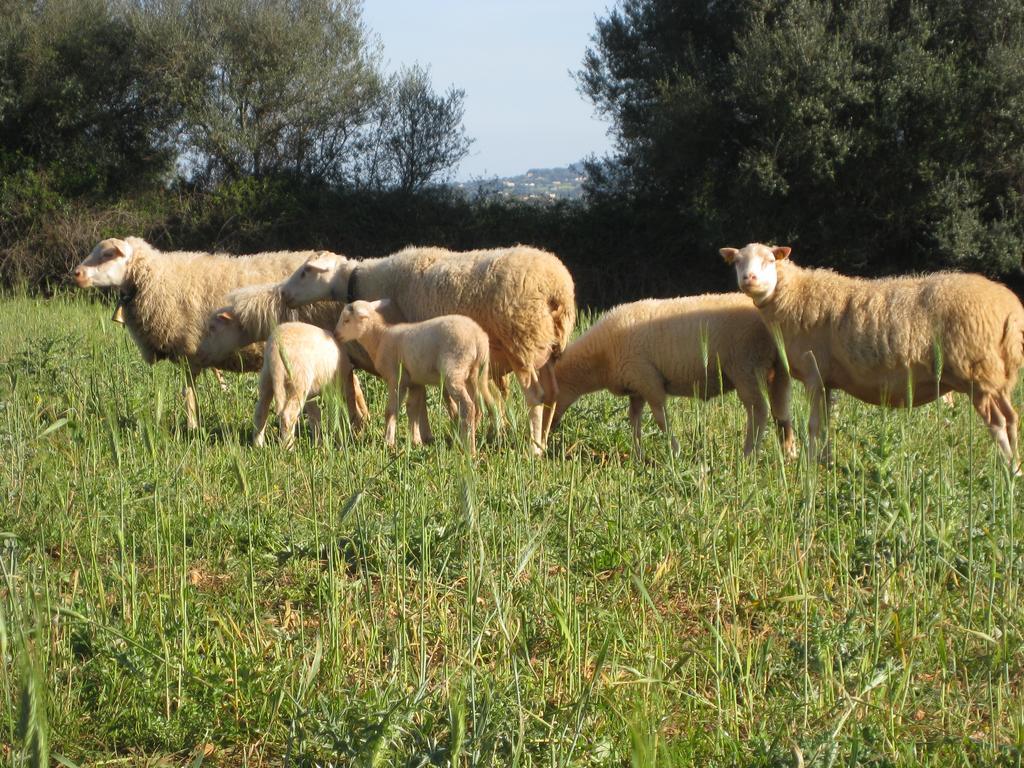 Agroturismo Sa Cova Vella Manacor (Mallorca)