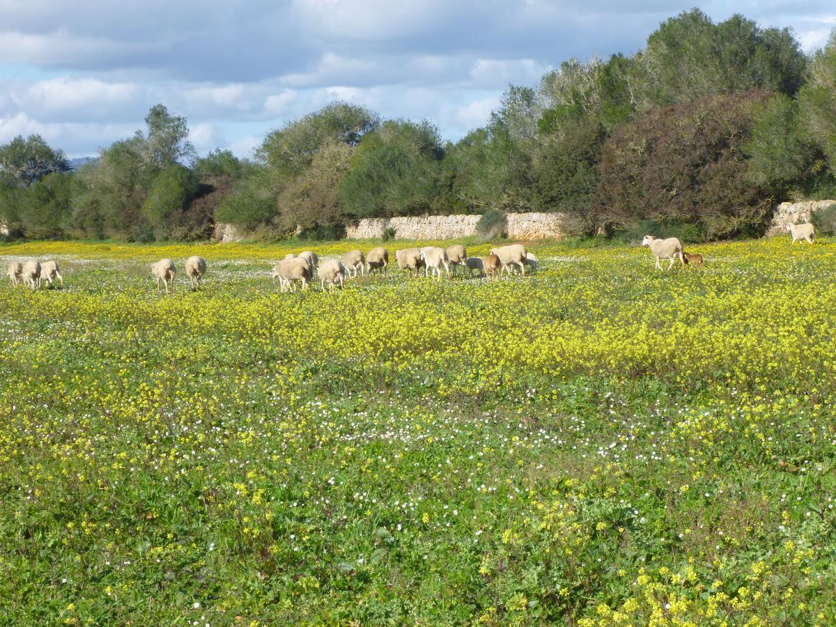 Son Llado Campos (Mallorca)