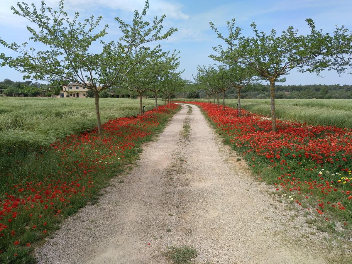 Agroturismo Sa Cova Den Borino Campos (Mallorca)