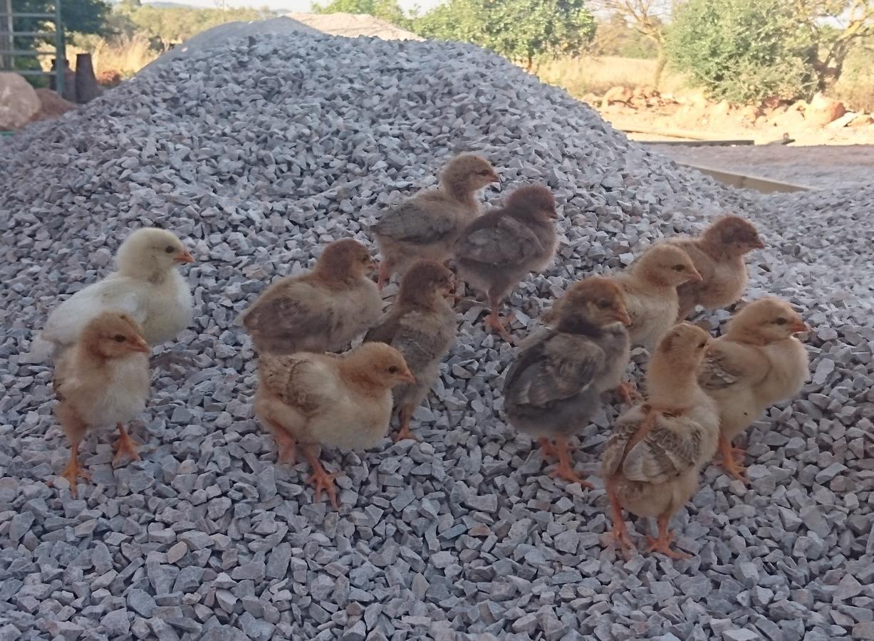 Sa Cova Den Borino Agroturismo