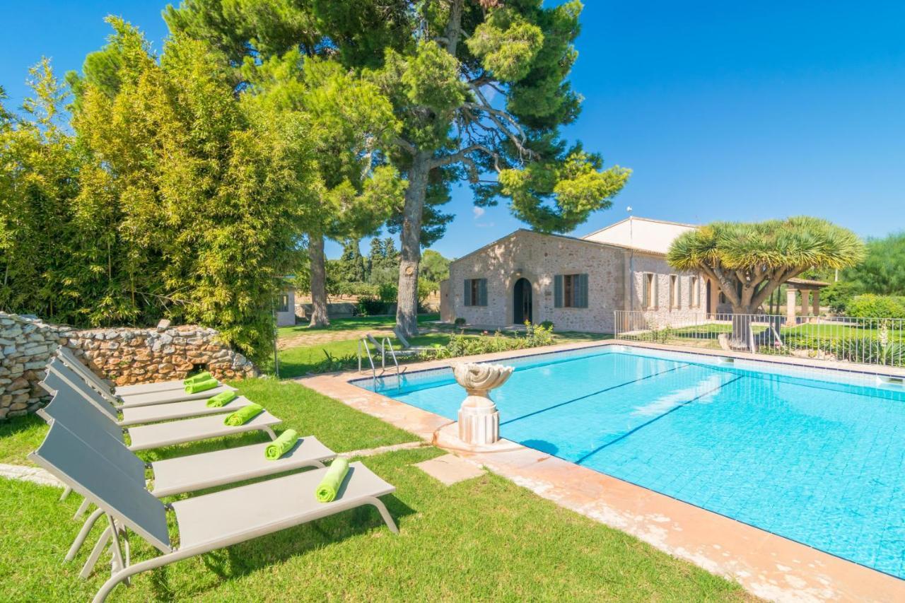 Cirerol Portocolom (Mallorca)