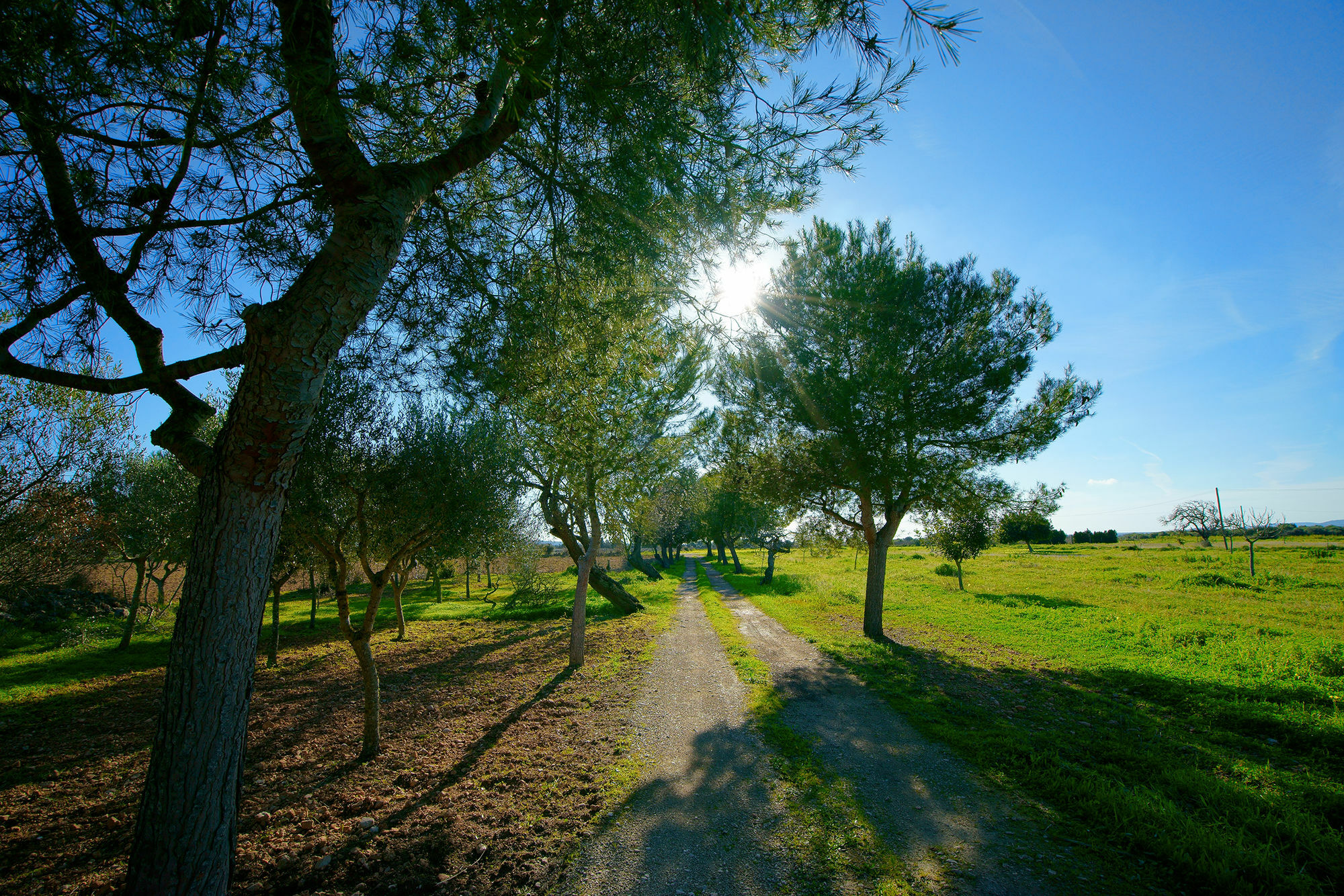 Bou Ros Finca Can Nadal * Felanitx