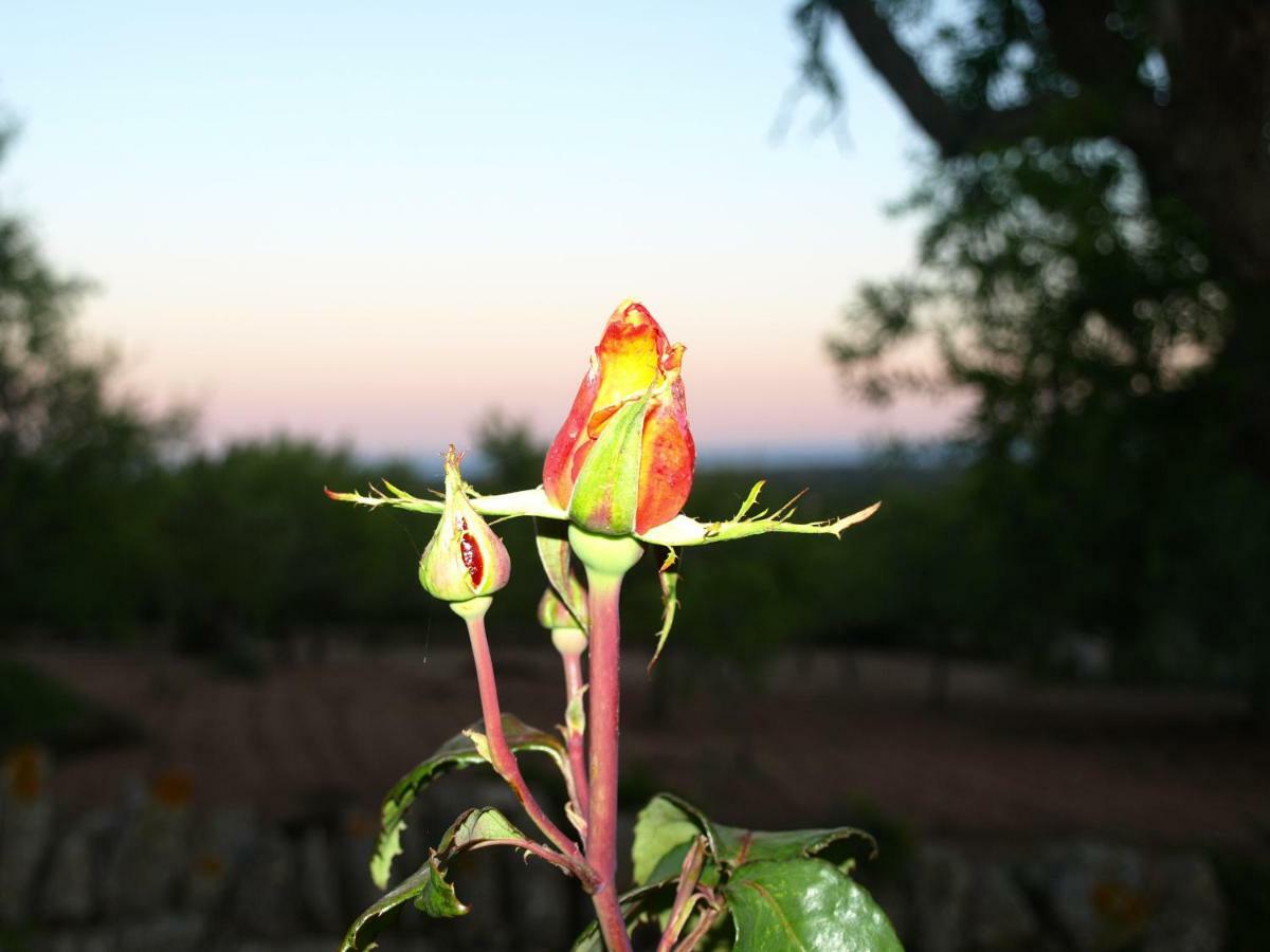 Roca * Santanyí