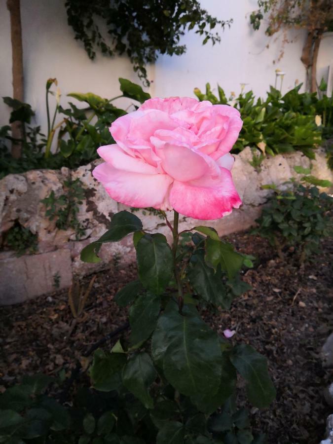 Sa Cova De Mallorca Holiday home *
