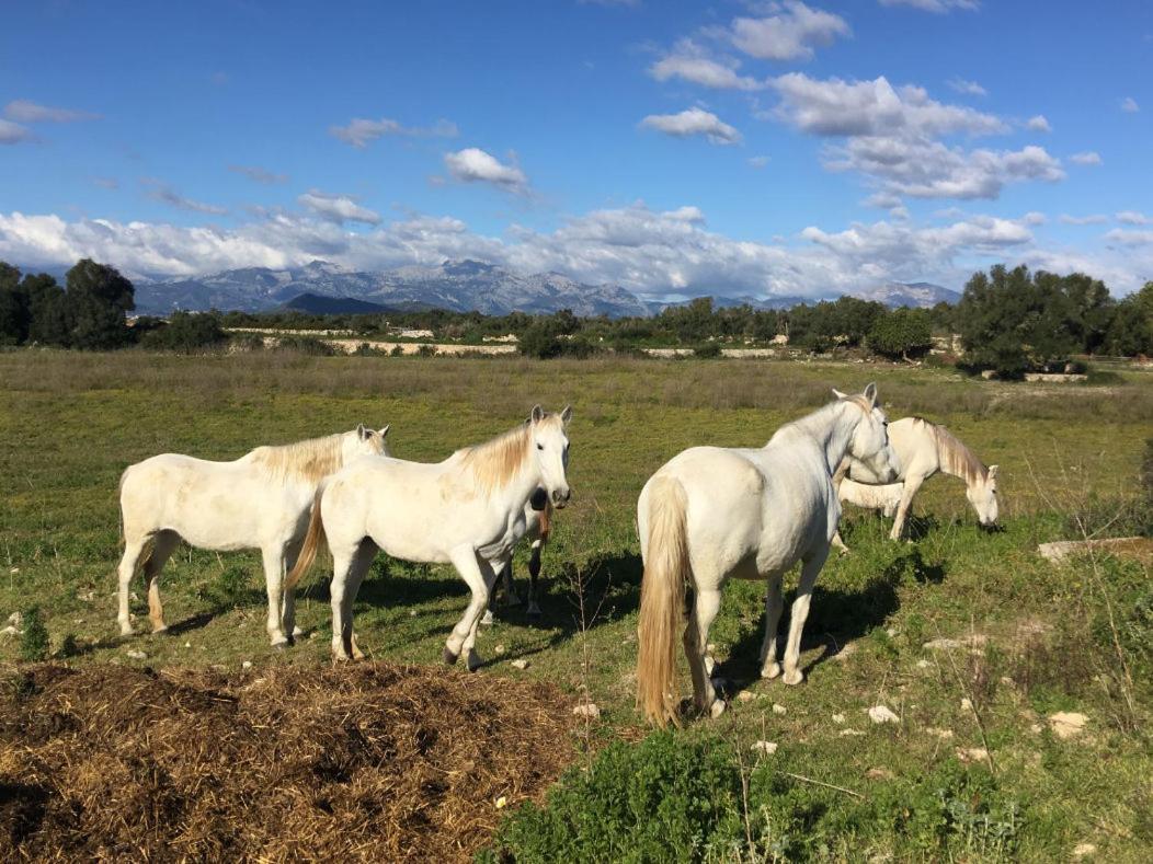 Finca Sa Cleda