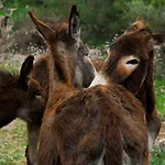 Alaró Natura Rural Suites