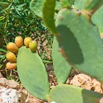 Can Pina - Adults Only (Eco Cascada)