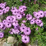Sa Figuera Blanca