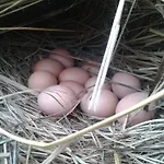 Sa Rota De Ca\'N Casetes