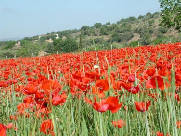 Serra Llevant Son Macià