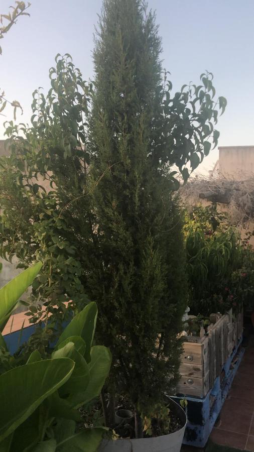Casal Banco De Felanitx,habitaciones Privadas * Fenalitx (Fenalich)