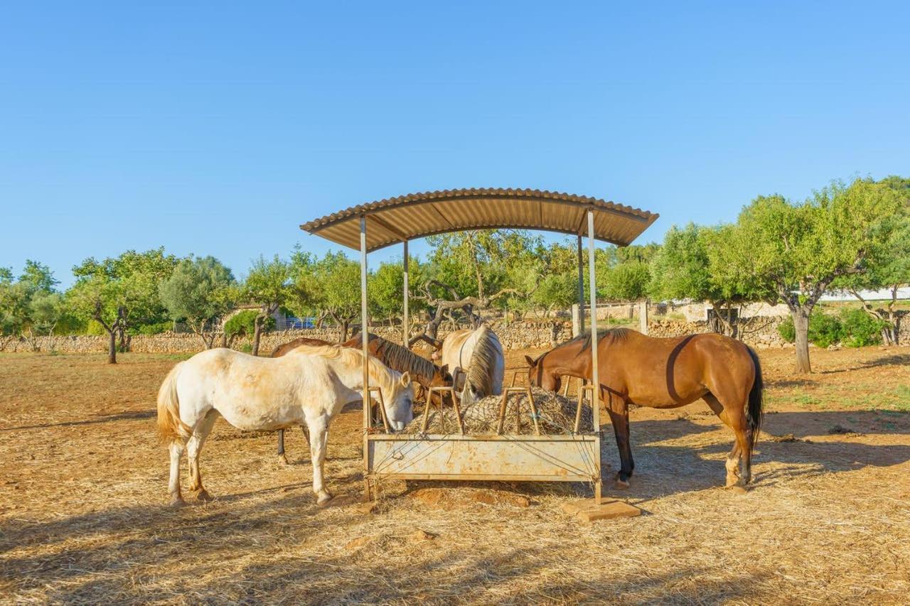 Agroturismo Saigo