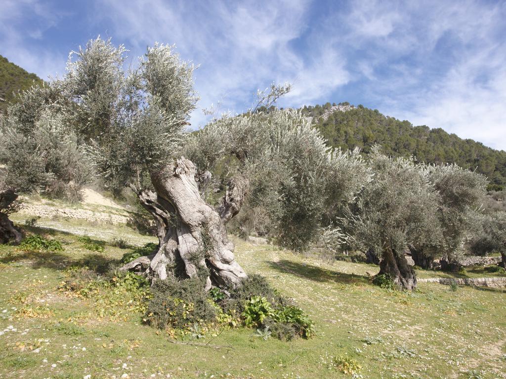 Monnaber Vell Campanet