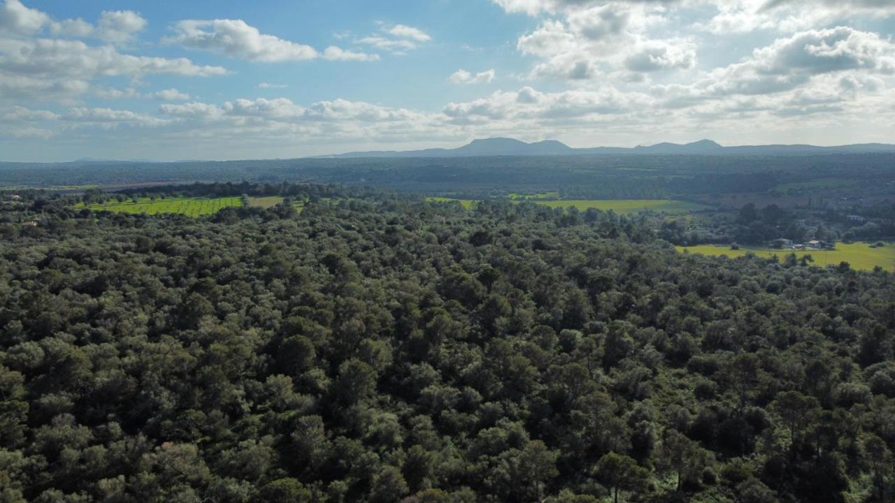 Magnifica Tranquila En El Centro De Mallorca * Biniali (Majorca)