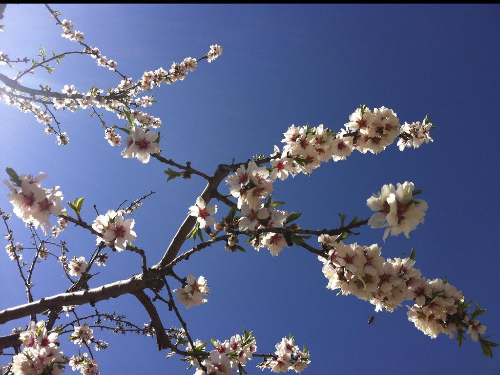 Casa rural S'hort De Cas Misser Boutique (adults Only) *