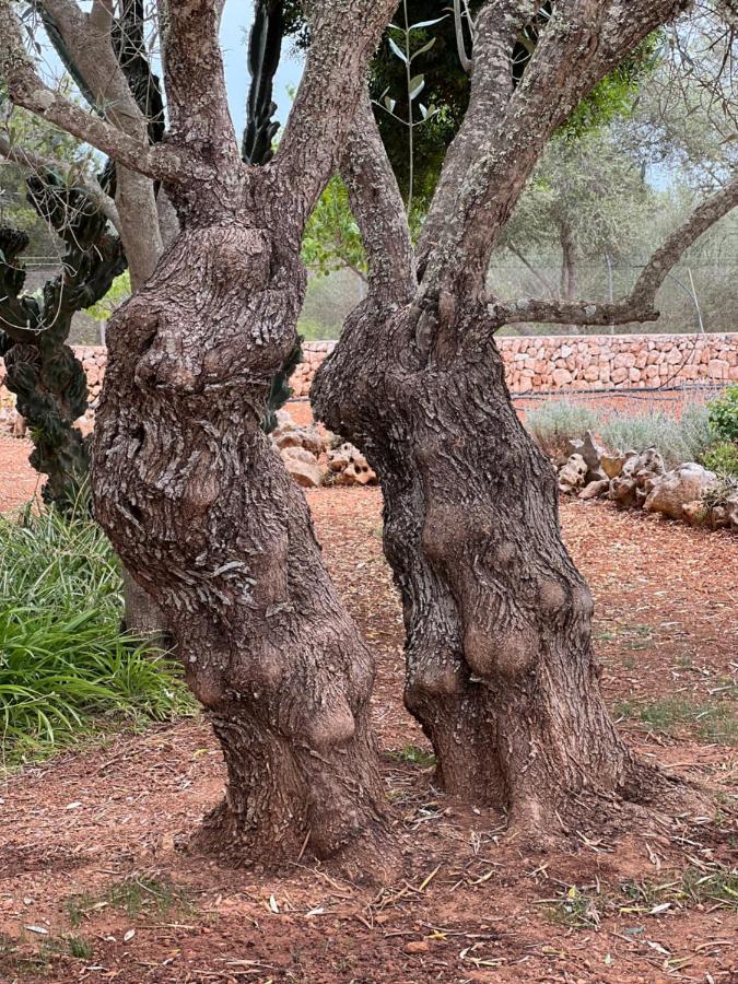 Finca Rural Art 9 Ses Salines (Mallorca)