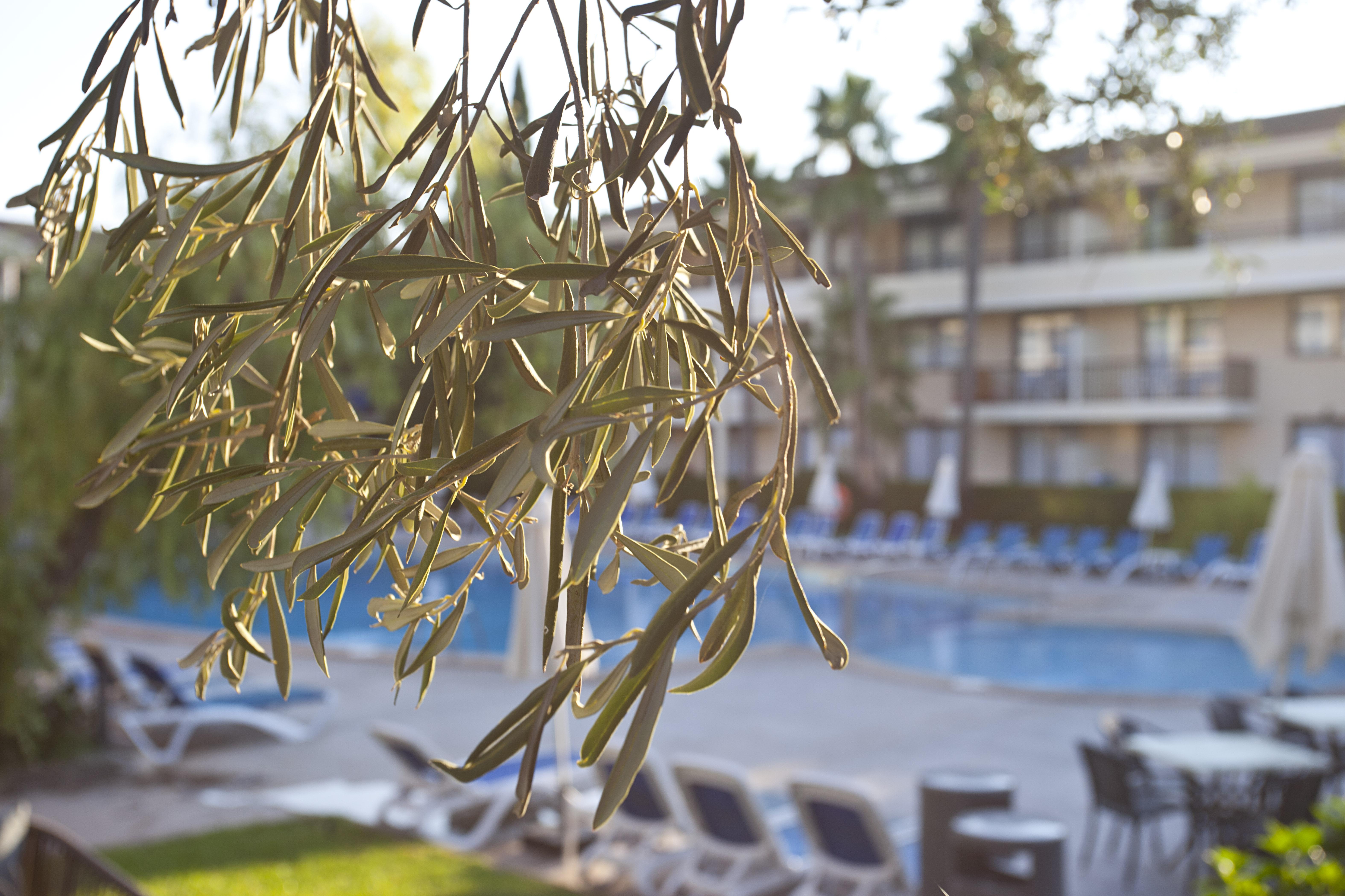 Apartahotel Bahia Pollensa