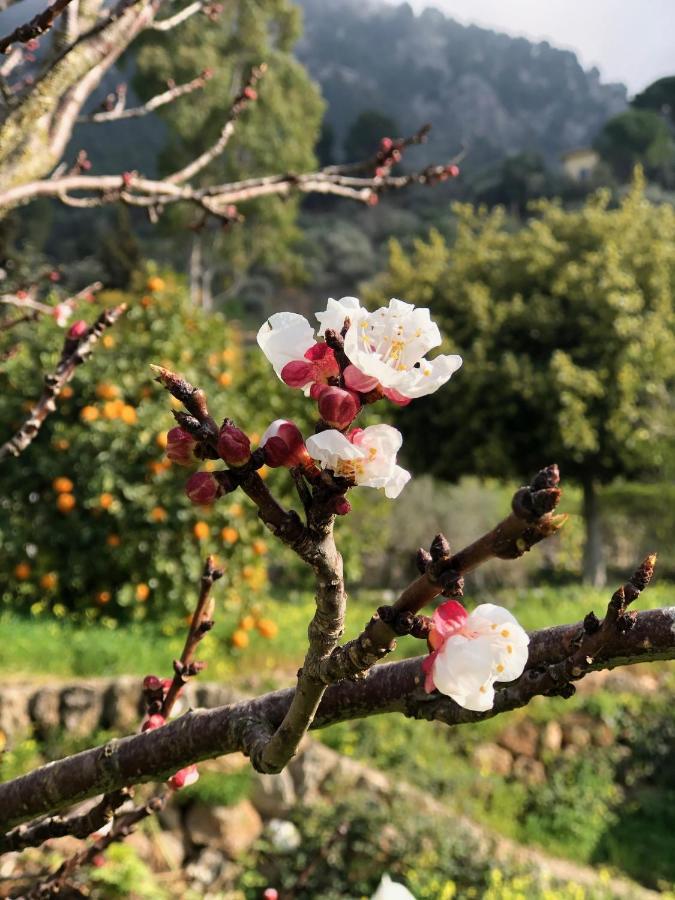 Cas Puput Mallorca Holiday home