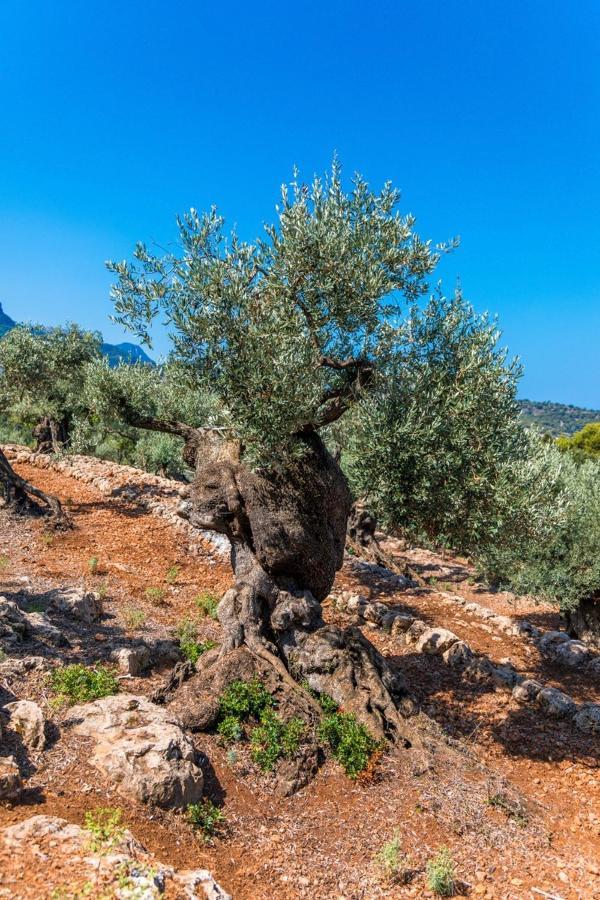 Es Pujol Сasa de vacaciones Sóller