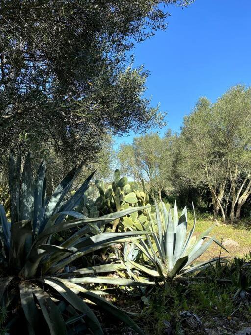 Casa Farah Holiday home Ses Salines (Mallorca)