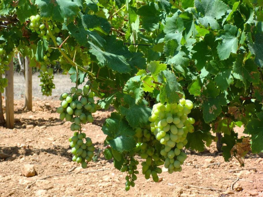 Mia Limon Villa Algaida (Mallorca)