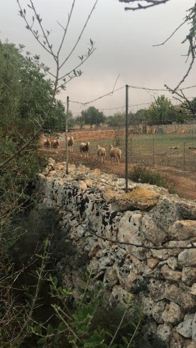 Mia Limon * Algaida (Mallorca)