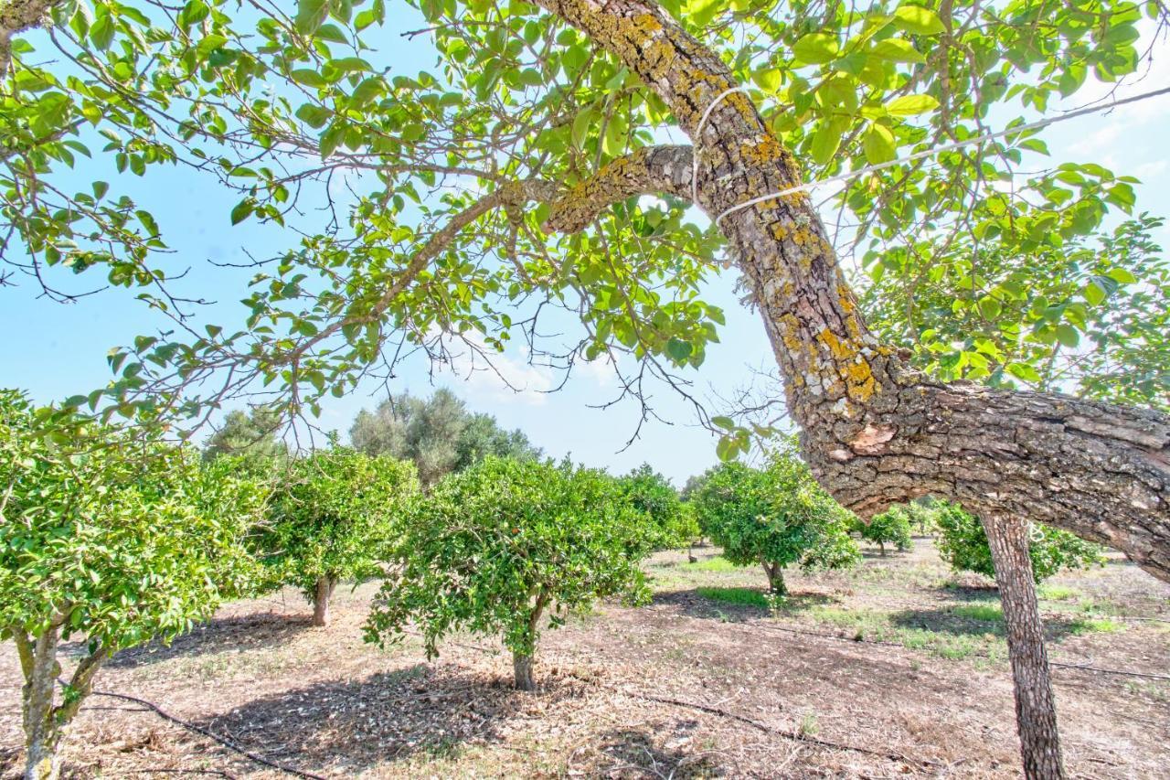 Villa Son Bennassar