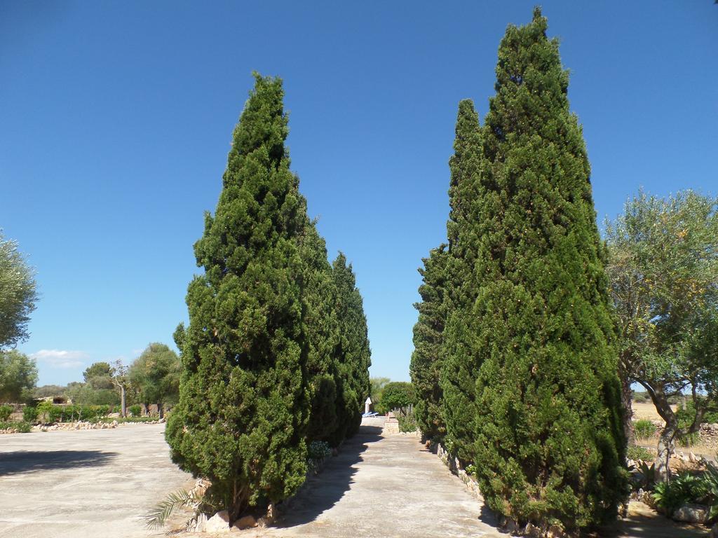 Agroturismo Sa Bassa Crua Sa Torre