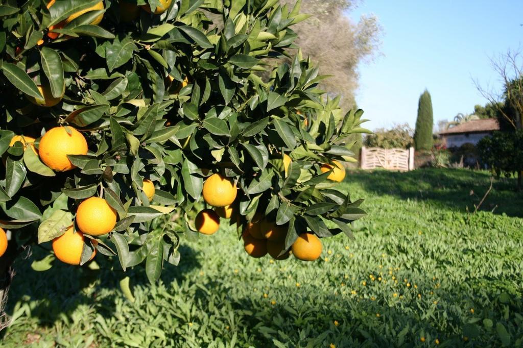 Finca Es Talaiot Villa *