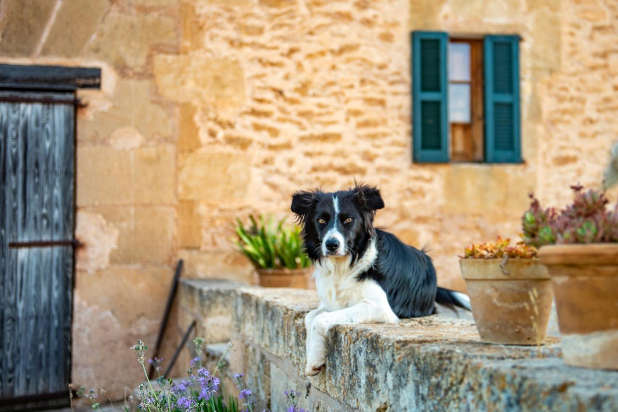 Country house Sos Ferres D'en Morey *