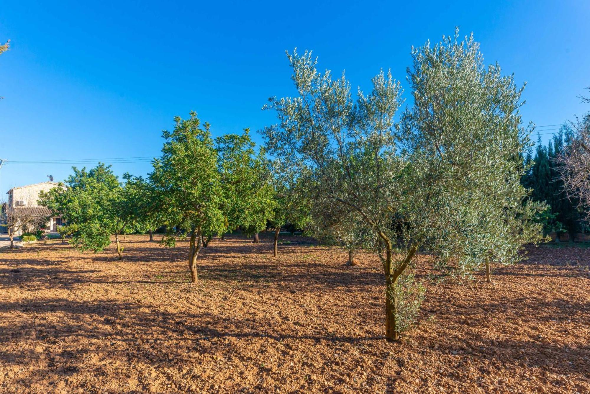 Villa Antich *