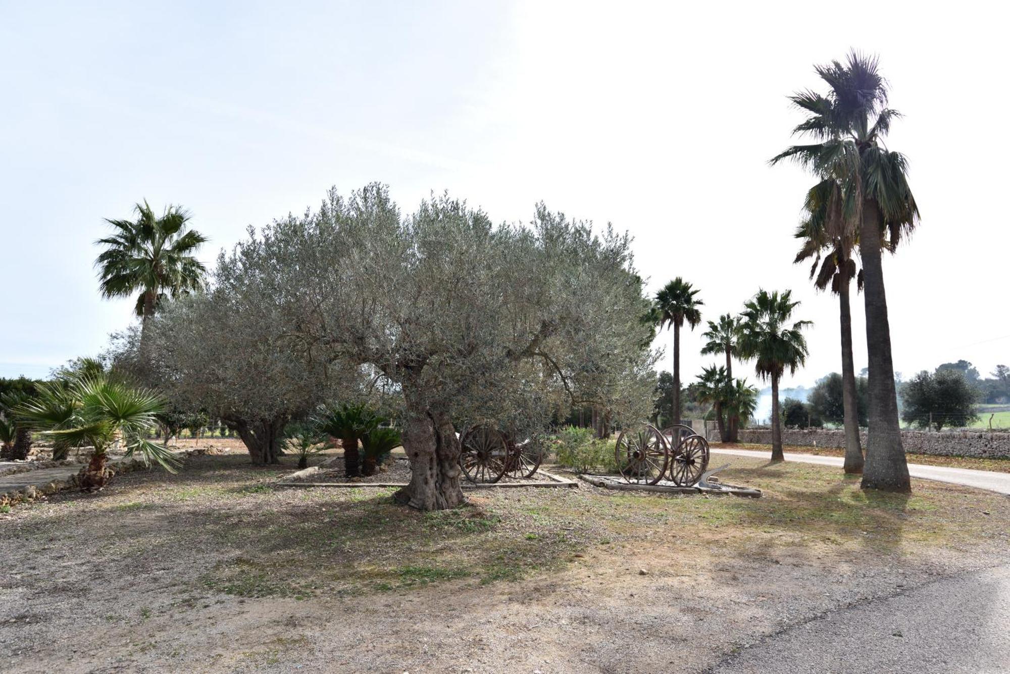 Villa Sa Tanca Gran Sineu (Mallorca)