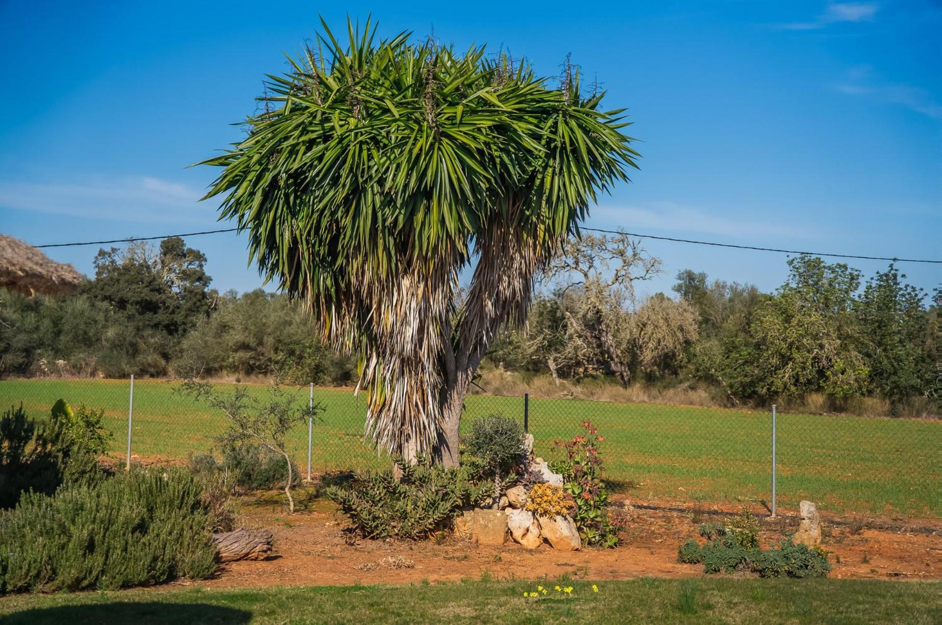 Ideal Mallorca - Xim Casa rural