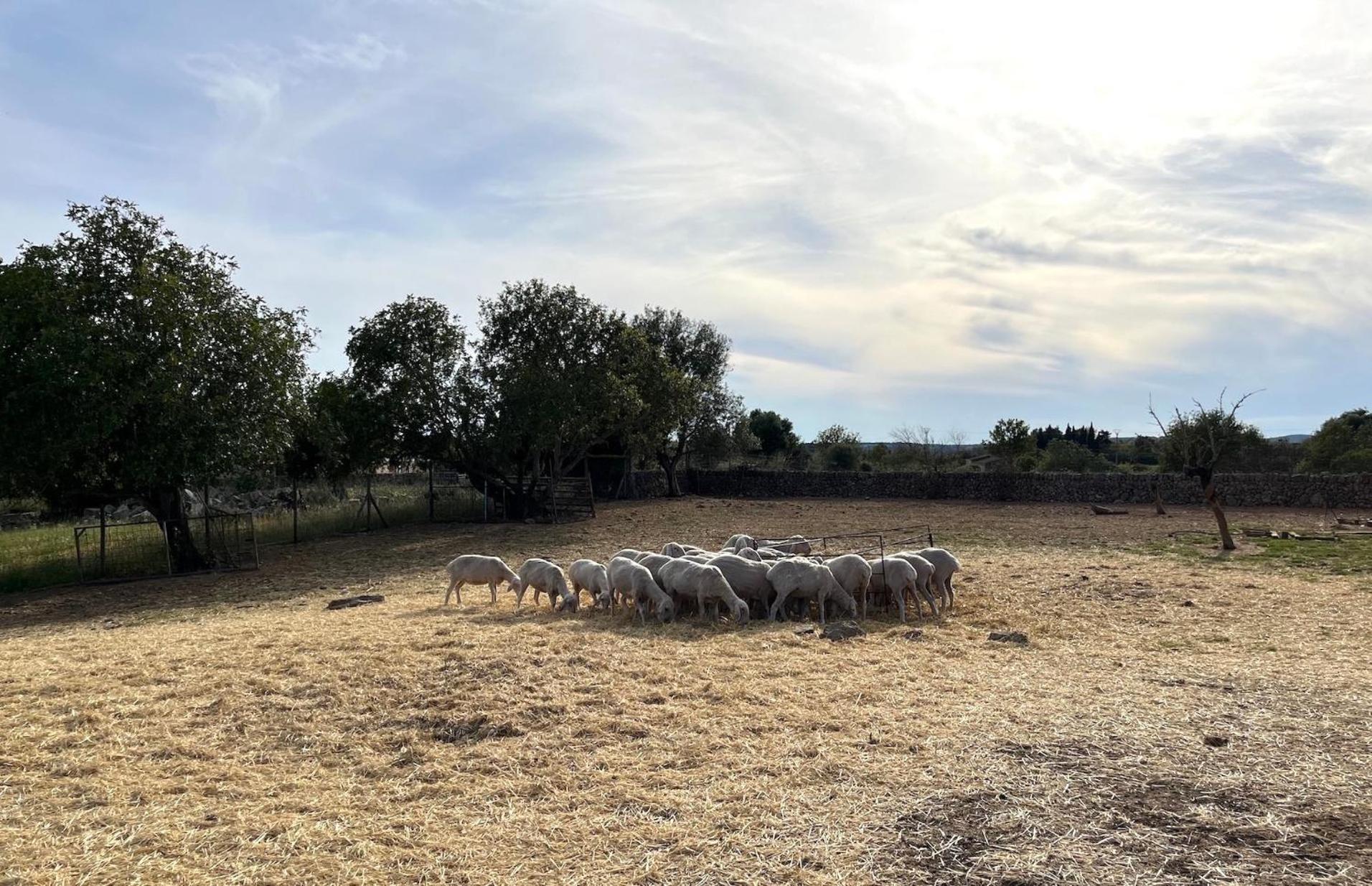 Ses Cases Noves Agroturismo Sant Llorenc Des Cardassar