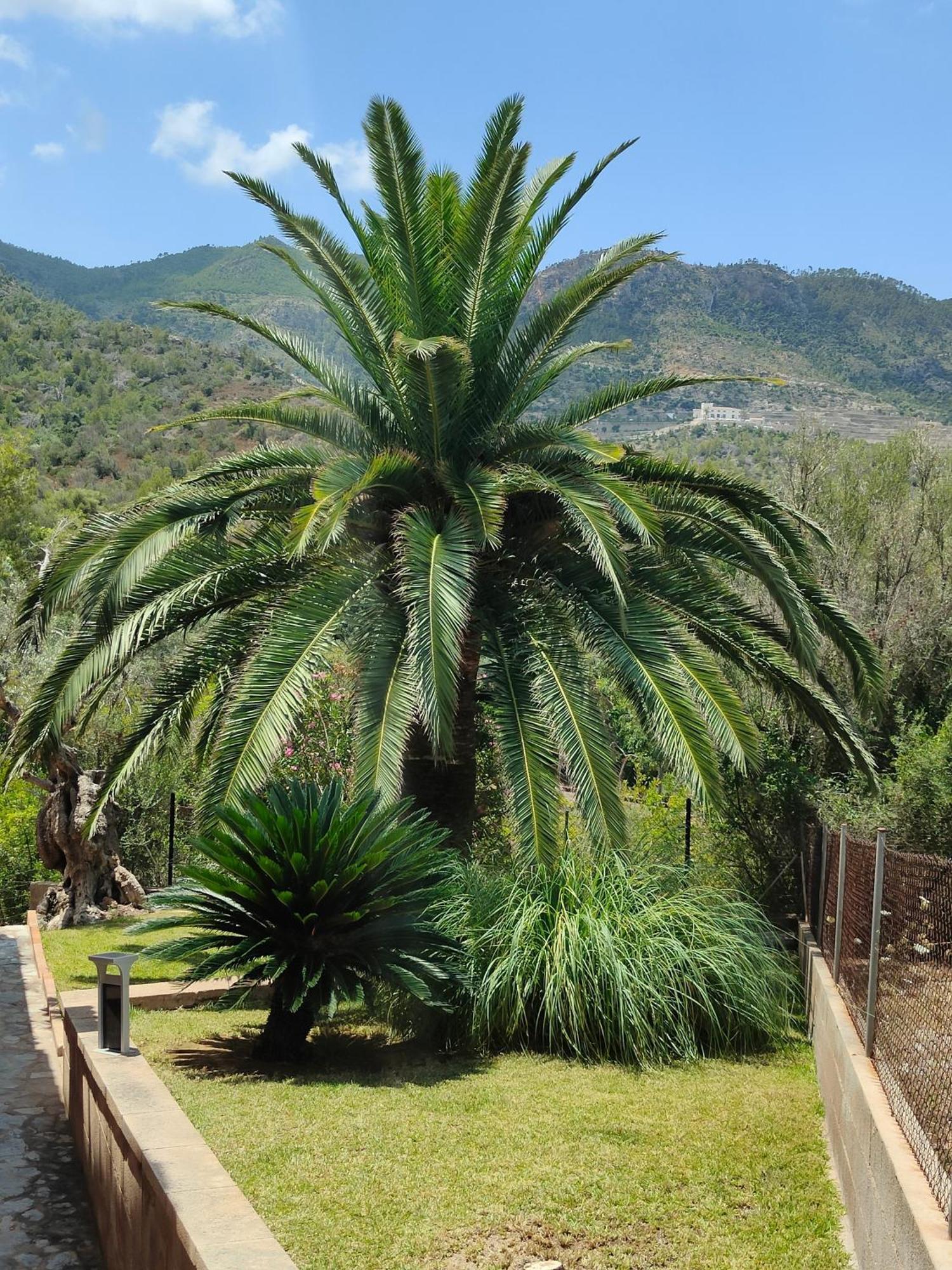 Capllonch Сasa de vacaciones Bañalbufar (Banyalbufar)