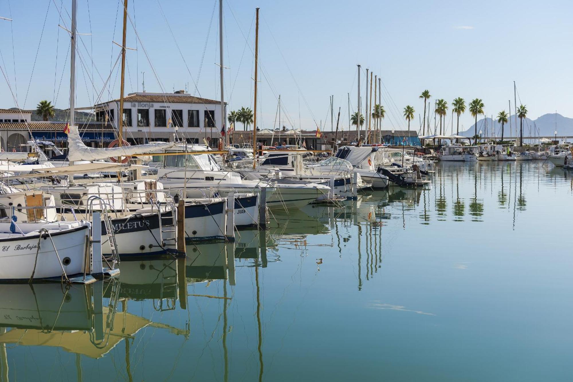 Oronella Puerto Pollensa