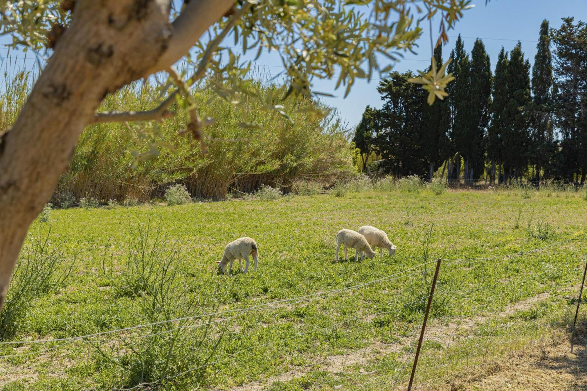 Gosp / Sa Caseta D'en Mateu Alcúdia