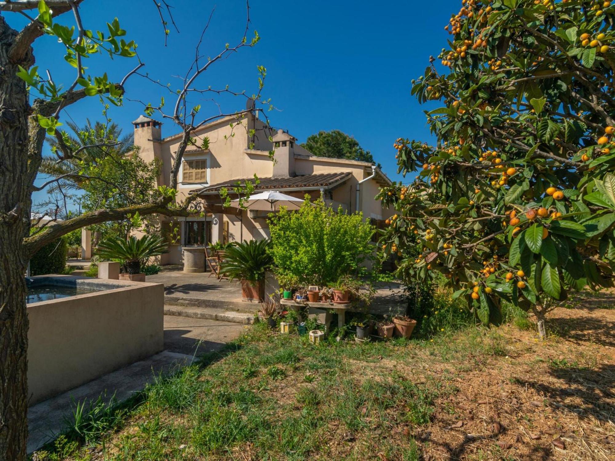 Pilos - In Free Wifi Inca (Mallorca)