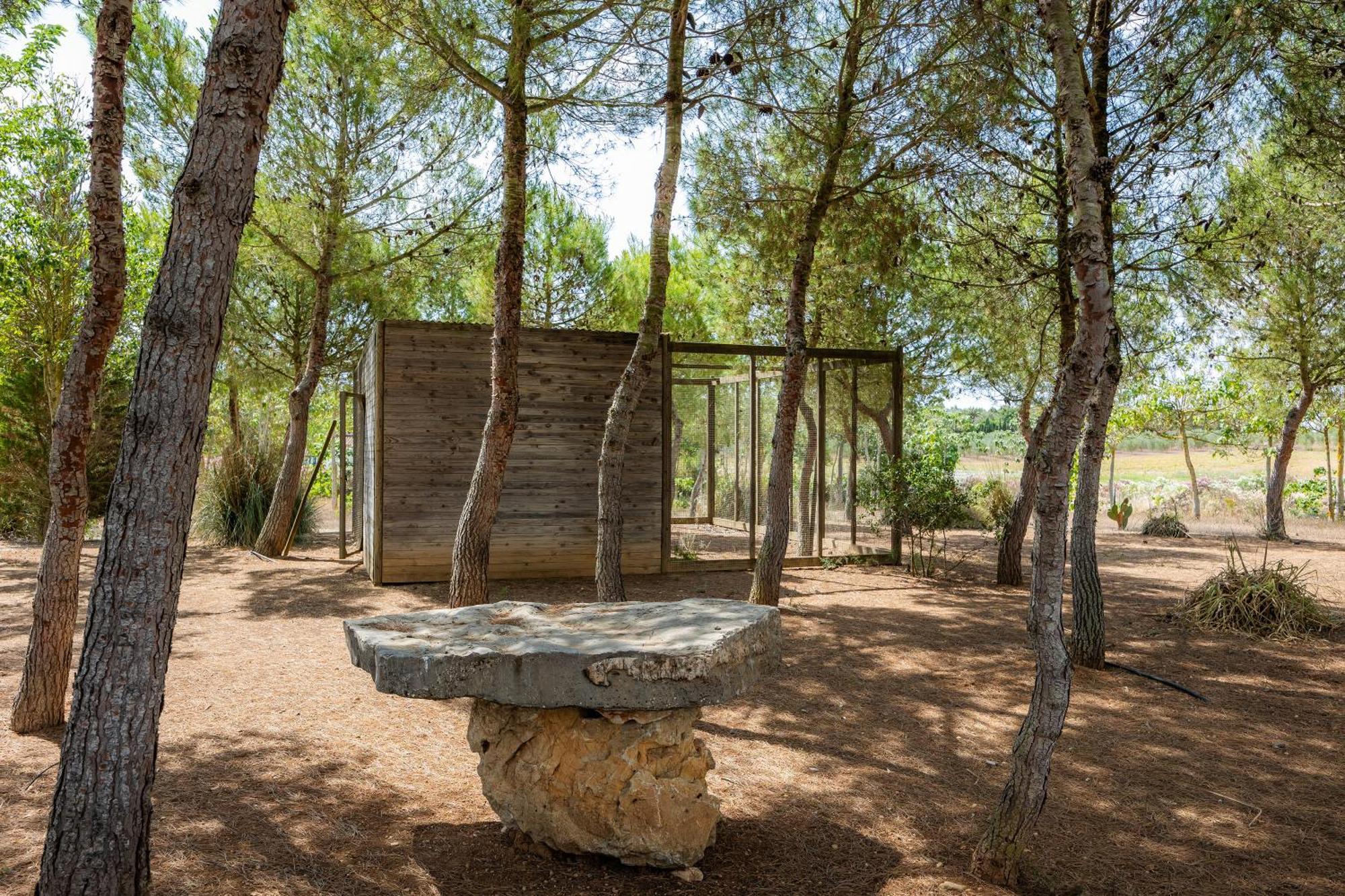 Conies Romani