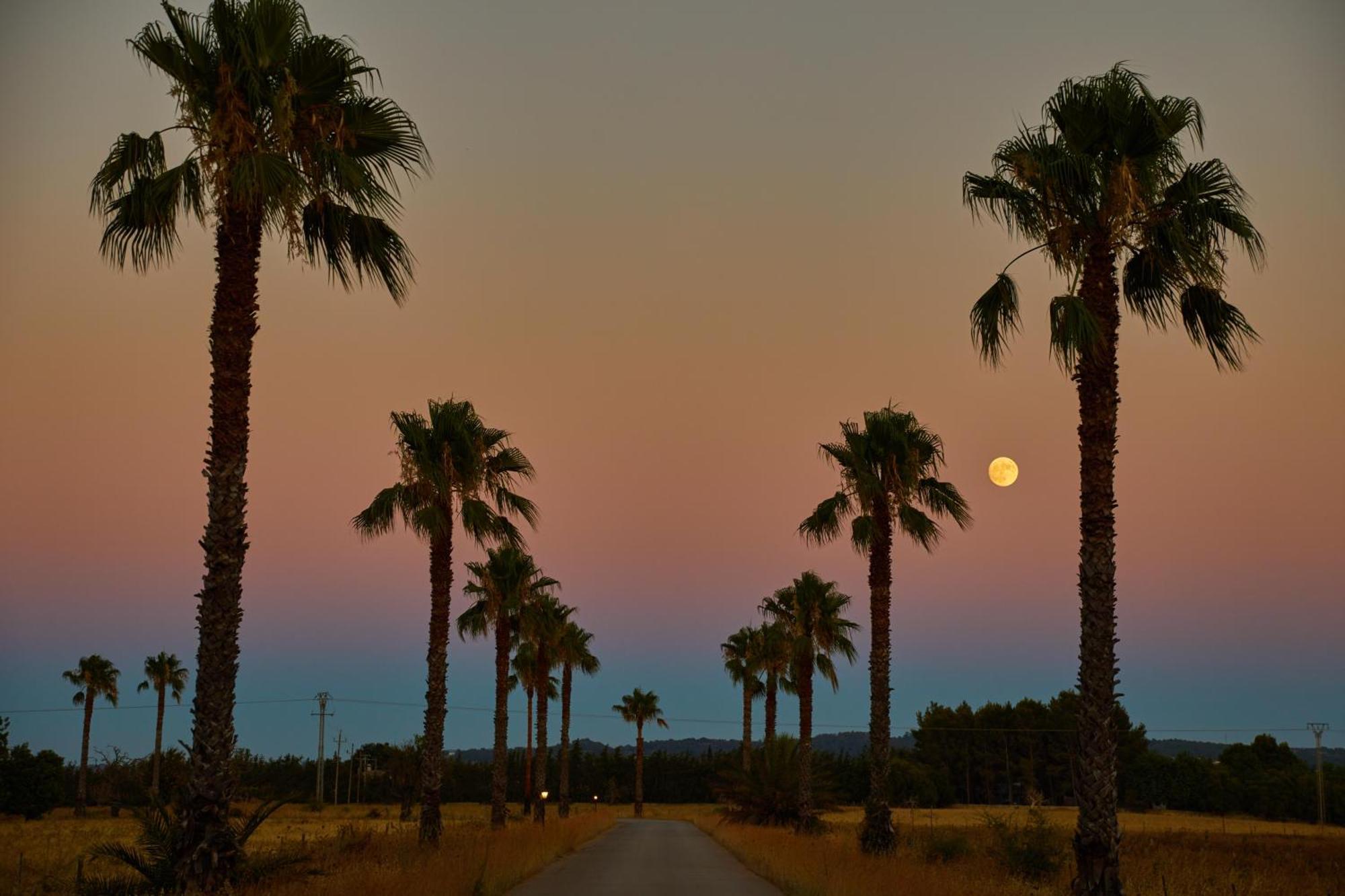 Farm stay Virrey Inca (Mallorca)