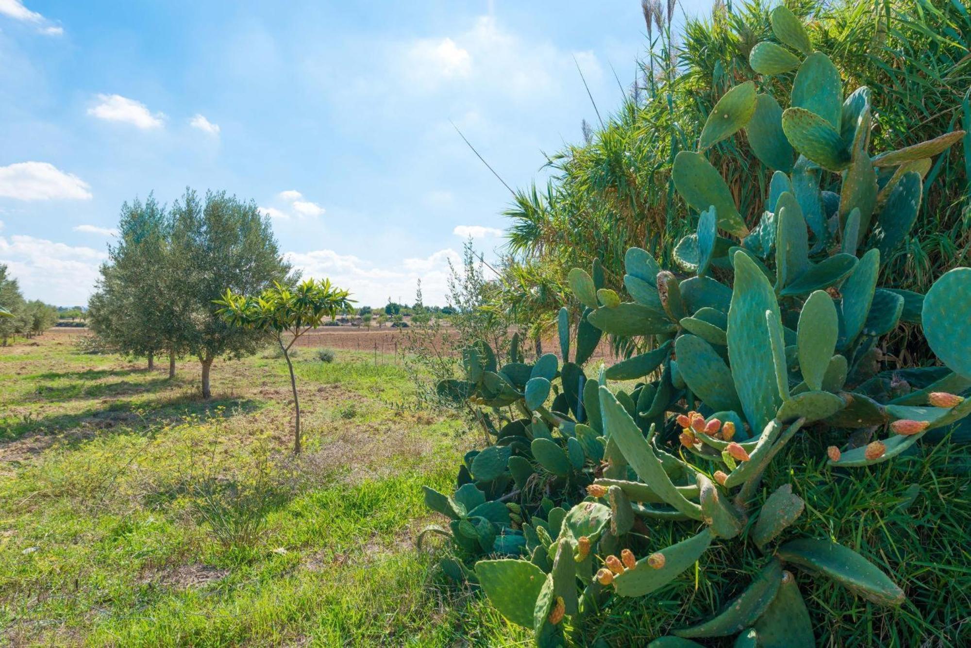 Granja Villa Inca (Mallorca)