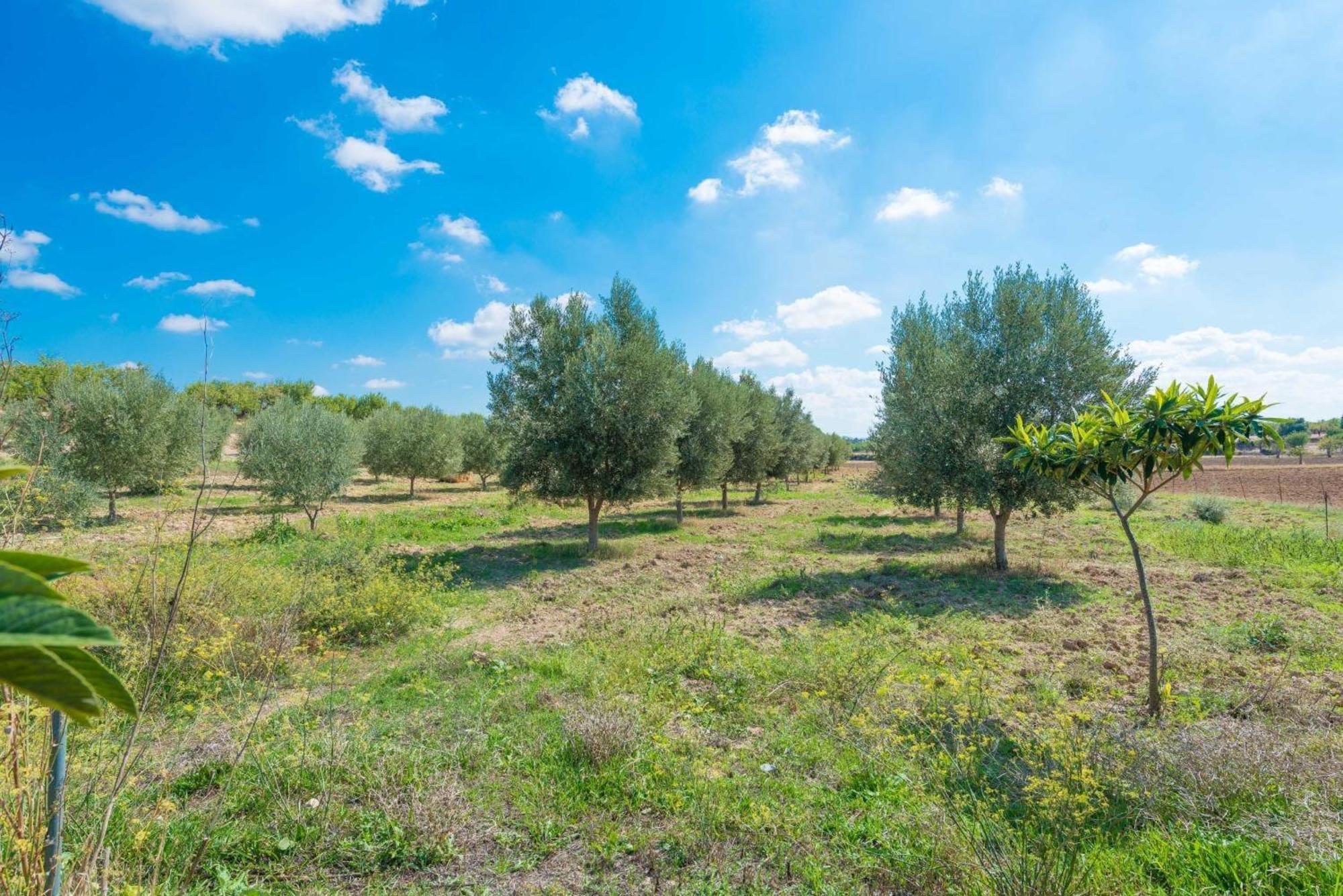 Granja * Inca (Mallorca)