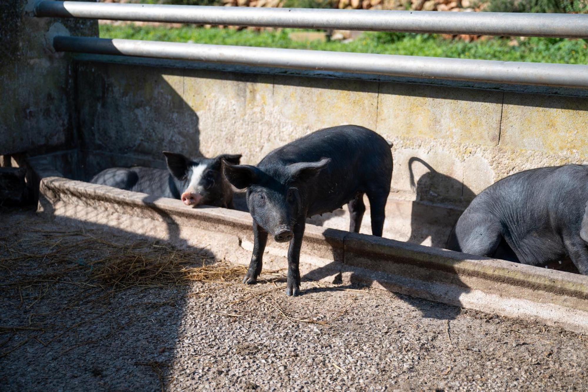 S' Oratge Casa rural *