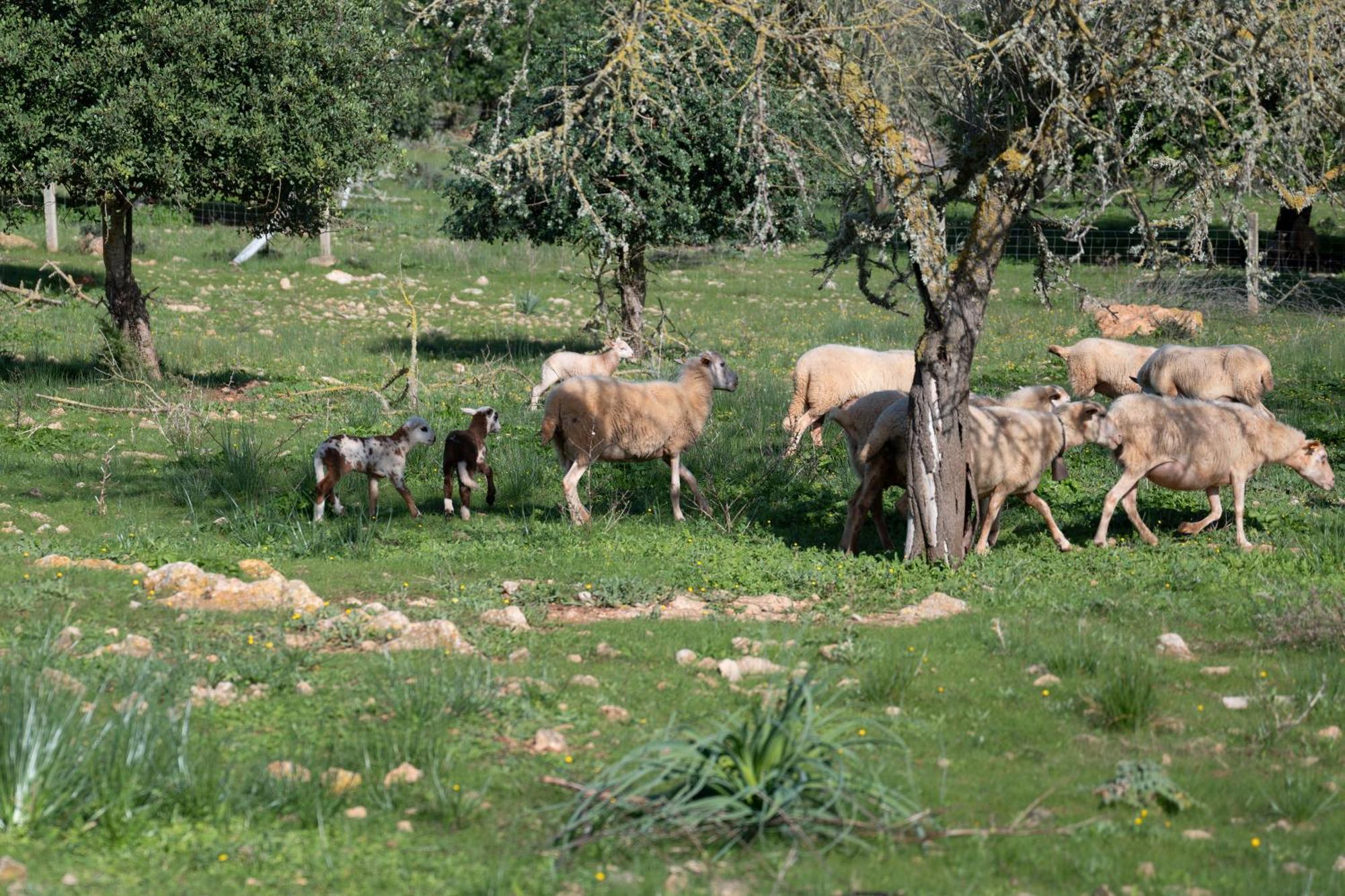 Casa rural S' Oratge