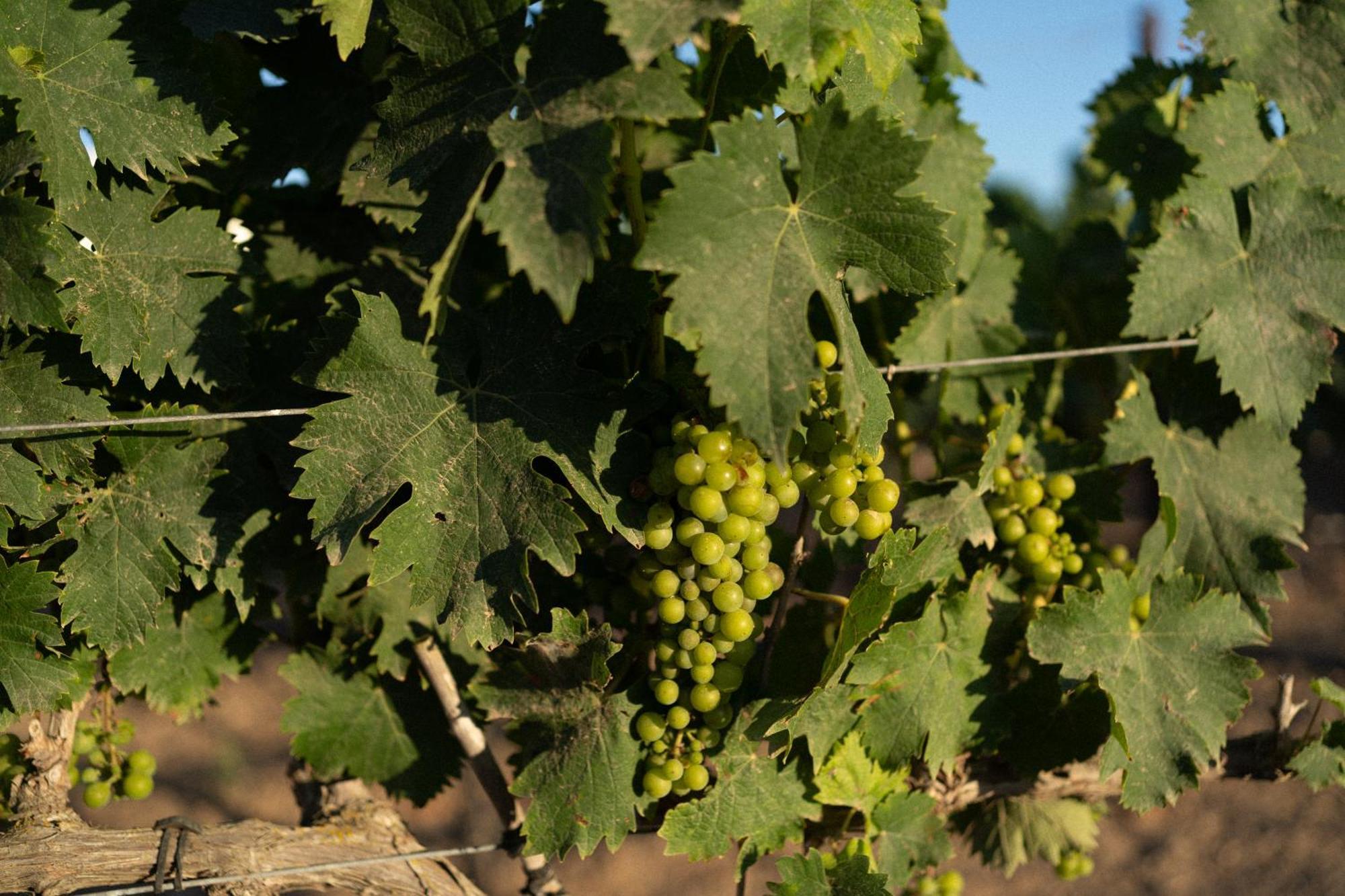 Hotel Vino Son Amaret